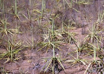 Osni Cardoso: “Governo prepara pacote de medidas para combater a seca”