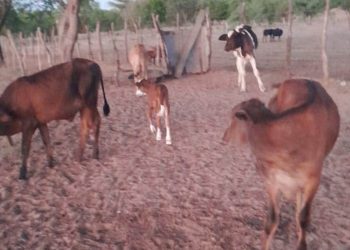 Bezerros são furtados e proprietário promete recompensa para quem tiver pista para onde foram levados