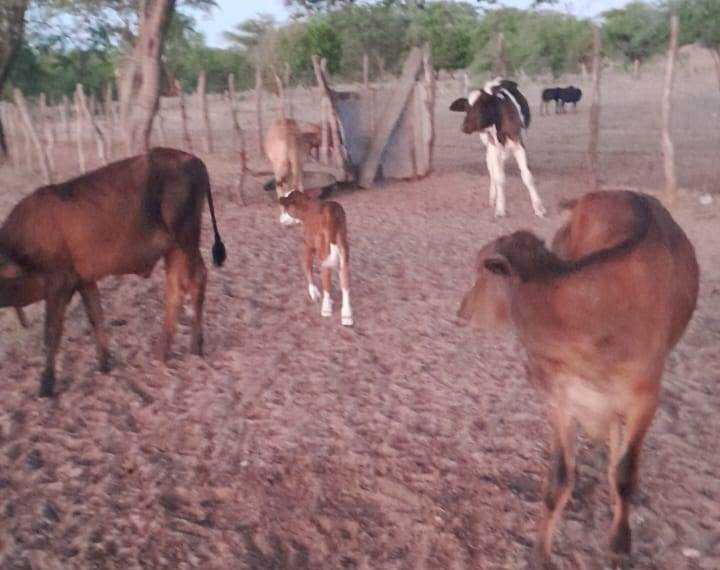 Bezerros são furtados e proprietário promete recompensa para quem tiver pista para onde foram levados