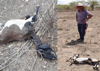 Cansado de tanto prejuízo com ataques de cães ao seu rebanho de ovinos, produtor rural desiste da criação