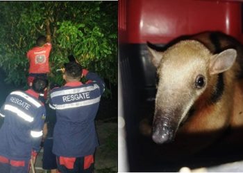 Animais silvestres: quatro dias depois de resgatar Gato Mourisco, Águia Resgate captura um Tamanduá