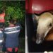 Animais silvestres: quatro dias depois de resgatar Gato Mourisco, Águia Resgate captura um Tamanduá