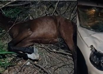 Padre se envolve em acidente provocado por animal na pista
