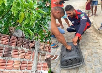 Mais um animal silvestre é encontrado em área urbana de Coité e capturado pela equipe do Águia Resgate
