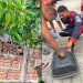 Mais um animal silvestre é encontrado em área urbana de Coité e capturado pela equipe do Águia Resgate
