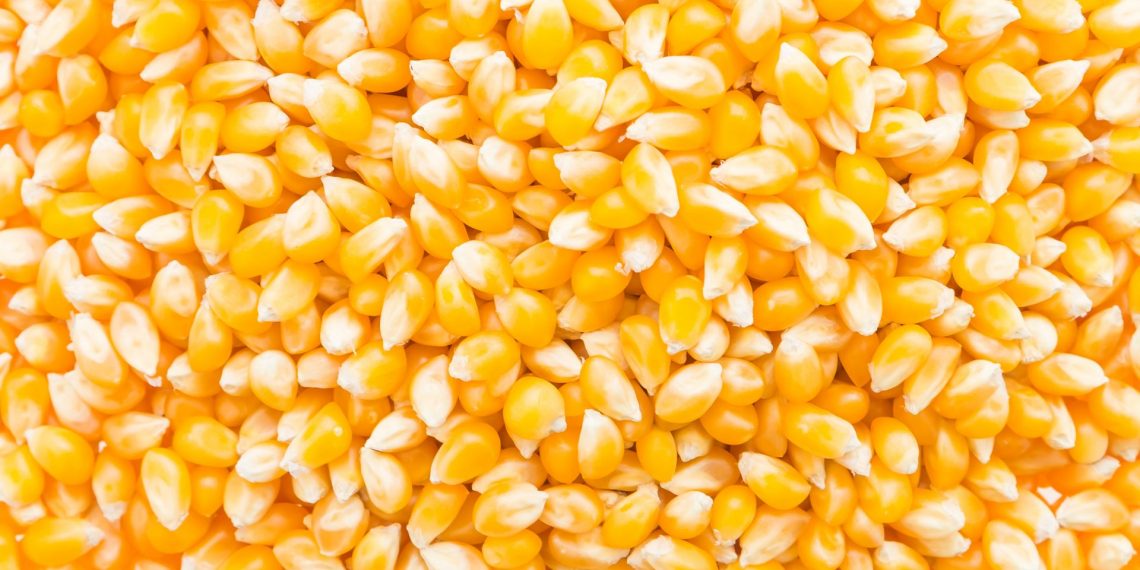 Governador reprograma entrega de milho em Retirolândia devido a compromisso em Natal