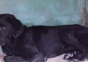 PE – Cachorro não sai de cemitério no Grande Recife desde que a dona morreu