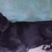 PE – Cachorro não sai de cemitério no Grande Recife desde que a dona morreu