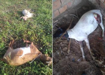 Barrocas: cães matam ovelhas em Lagoa Redonda, agricultor lamenta “as últimas que eu tinha”