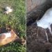 Barrocas: cães matam ovelhas em Lagoa Redonda, agricultor lamenta “as últimas que eu tinha”