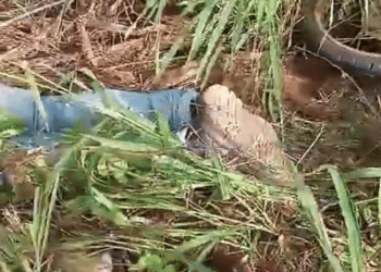 Homem é encontrado morto a tiros ao lado de moto às margens da BA 233