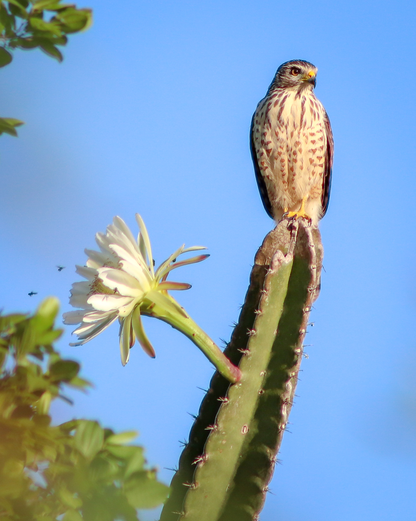 A imagem é uma fotografia close-up de vida selvagem com fundo de céu azul límpido. Um falcão/gavião, caracterizado por sua plumagem marrom e branca detalhada com padrões de listras e manchas, está pousado majestosamente no topo de um cacto vertical verde escuro. O mandacaru tem espinhos proeminentes e exibe uma flor branca radiante com várias pétalas que desabrocham de um dos seus braços. No canto inferior esquerdo, há folhas desfocadas de uma árvore que adicionam profundidade à composição. Um pequeno inseto parece um arapuá voa perto das flores, capturado em movimento na cena. A luz do sol ilumina o gavião e a flor do cacto, destacando-os contra o fundo claro.