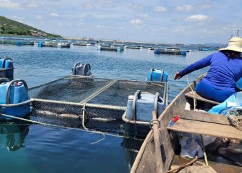 Pescadores artesanais comercializam cerca de dois milhões de reais na quaresma