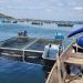 Pescadores artesanais comercializam cerca de dois milhões de reais na quaresma