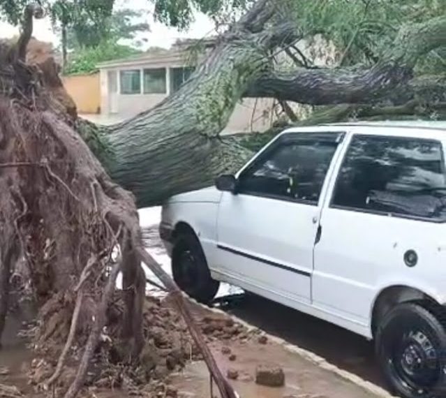 Tempestade com chuva de granizo derruba árvores em Morro do Chapéu
