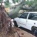 Tempestade com chuva de granizo derruba árvores em Morro do Chapéu