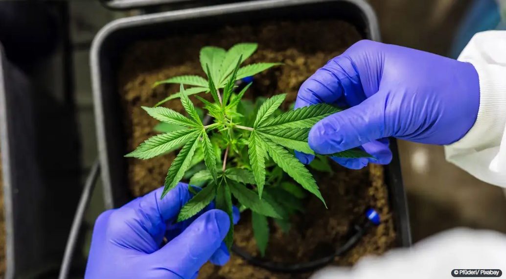 CCJ aprova PEC que criminaliza posse de qualquer quantidade de droga