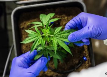 CCJ aprova PEC que criminaliza posse de qualquer quantidade de droga