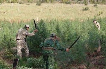 PF faz maior ação de erradicação de plantações de maconha “do planeta”