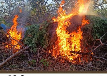 21 mil pés de maconha são destruídos e arma de fogo apreendida em operação conjunta entre as Polícias Militar e Federal