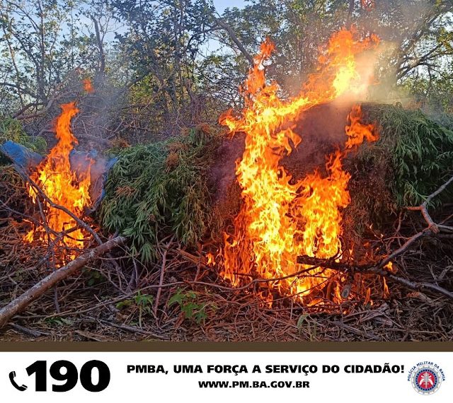 21 mil pés de maconha são destruídos e arma de fogo apreendida em operação conjunta entre as Polícias Militar e Federal