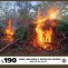 21 mil pés de maconha são destruídos e arma de fogo apreendida em operação conjunta entre as Polícias Militar e Federal