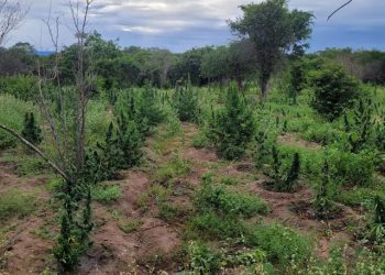 Operação da Polícia Militar erradica plantação de maconha avaliada em 1,5 milhão na zona rural de Monte Santo