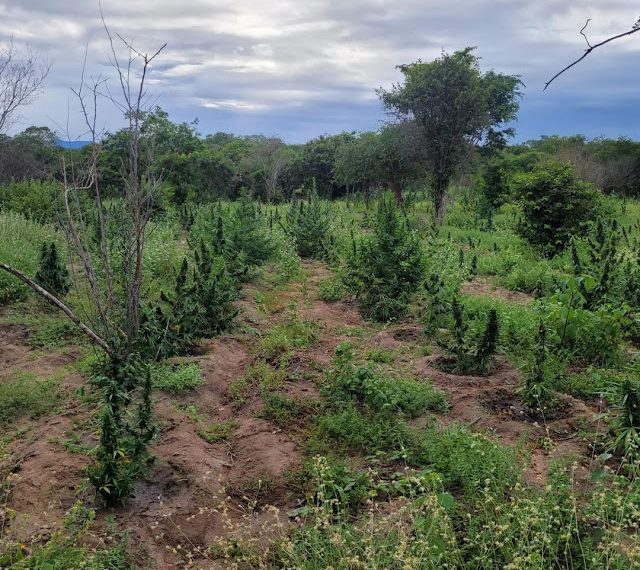 Operação da Polícia Militar erradica plantação de maconha avaliada em 1,5 milhão na zona rural de Monte Santo