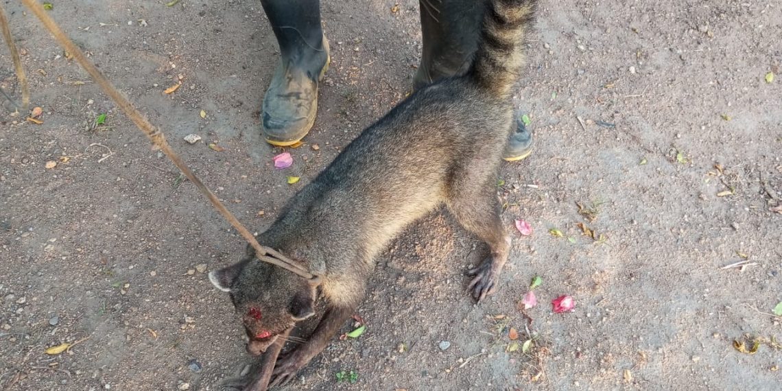 Riachão do Jacuípe – Guaxinim ferido aparentemente por disparo de arma de fogo é capturado e entregue ao IBAMA