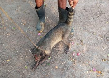 Riachão do Jacuípe – Guaxinim ferido aparentemente por disparo de arma de fogo é capturado e entregue ao IBAMA