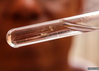 Brasil passa de 4 milhões de casos de dengue; mortes chegam a 1.937