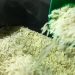 Governo autoriza compra de 1 milhão de toneladas de arroz
