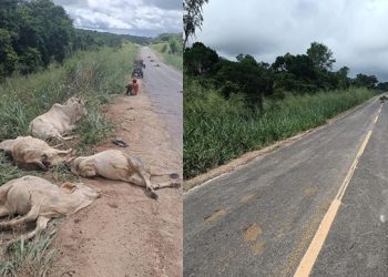 Caminhão sem freio atropela rebanho bovino e pelo menos 10 animais morrem