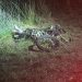 Homem morre em colisão envolvendo moto e carro na BR 116 Norte
