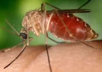 Sesab registra primeira morte por febre Oropouche na Bahia; segundo óbito é investigado