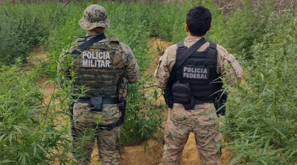 PM e PF erradicam plantios de maconha em dois Estados