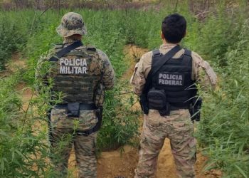 PM e PF erradicam plantios de maconha em dois Estados