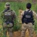 PM e PF erradicam plantios de maconha em dois Estados