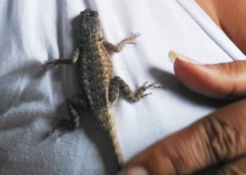 Mulher cria duas largatixas de estimação; “Elas dormem no meu cabelo”