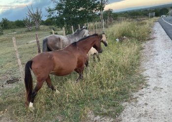 Mulher morre em colisão envolvendo moto e cavalo na BA 411