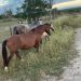 Mulher morre em colisão envolvendo moto e cavalo na BA 411