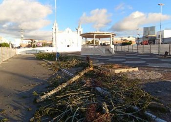 Símbolos do ‘cartão postal’ mais antigos de Coité os pinheiros são cortados para reforma da Praça da Matriz