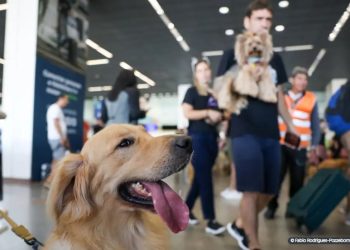 Convívio com animais traz benefícios à saúde física e mental do tutor