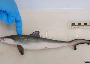 Fiocruz encontra tubarões contaminados com cocaína no Rio de Janeiro