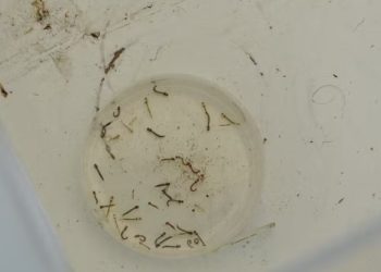 Ministério da Saúde diz que mortes por Febre do Oporouche na Bahia foram as primeiras registradas no mundo