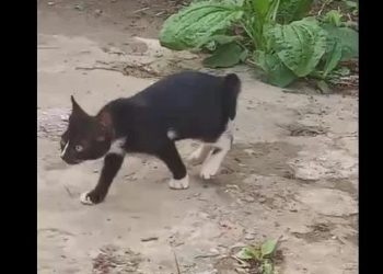 Gato possui patas traseiras semelhantes as de coelho