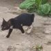 Gato possui patas traseiras semelhantes as de coelho