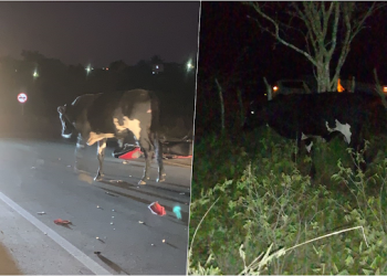 Motociclista morre após colidir com vaca na BA 411