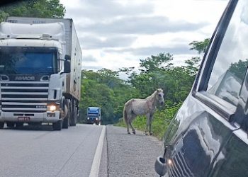 Animal solto na pista provoca colisão frontal entre veículos na BA 144. Oito pessoas ficaram feridas