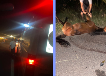 Cavalo morre e homem fica ferido após serem atingidos por carro na BR 407